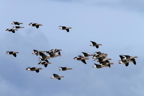 Greylag Goose