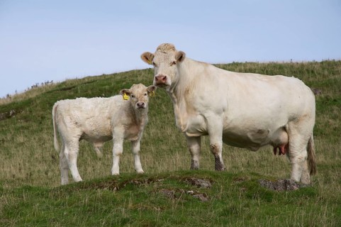 Domestic Cattle