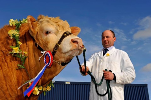 Domestic cattle