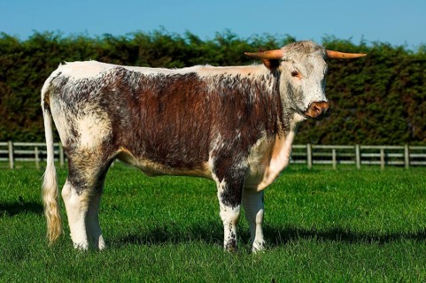 Domestic cattle