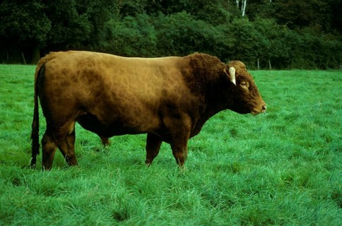 Cattle