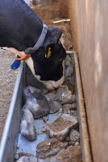 Dairy farming