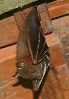 Greater Short-nosed Fruit Bat