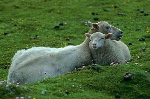 Fair Isle Sheep