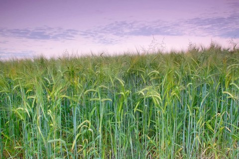 Barley