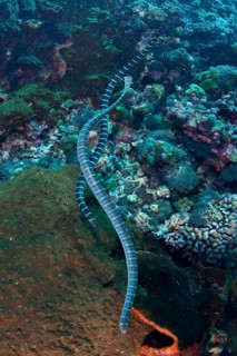 Adder flat-tail