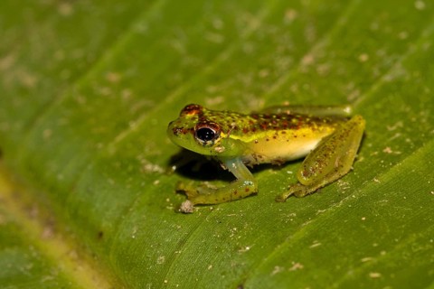 Madagascar frog