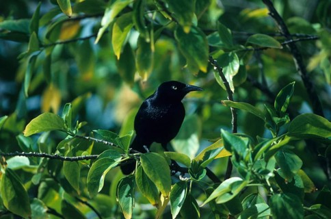 Carib Grackle