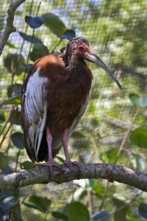 Maned Ibis