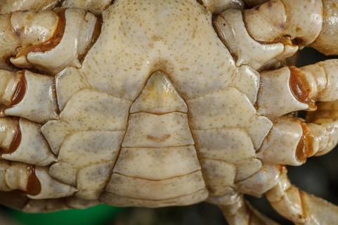 Freshwater Crab