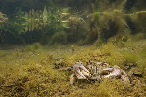 Freshwater Crab