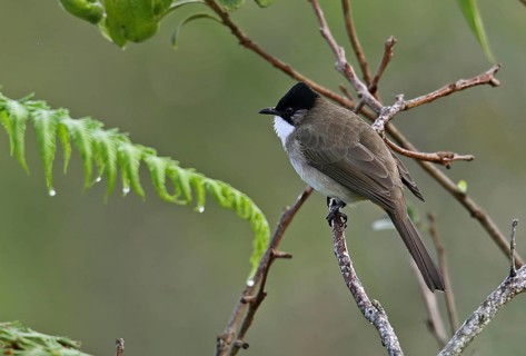 Brown-breasted Bulbul