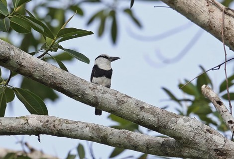 White-necked Puffbird