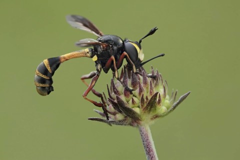Thick-headed Conopid Fly