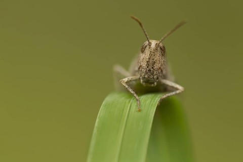 Meadow Grasshopper