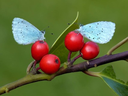 Holly Blue