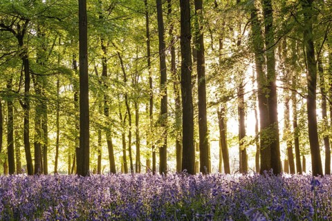 Bluebell