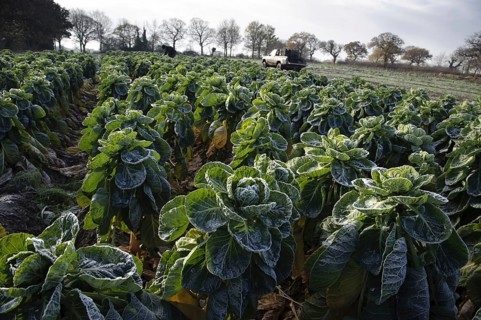 Brussels Sprout