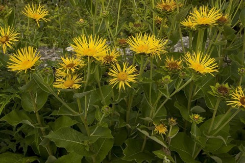 Elecampane