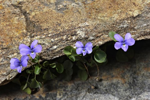 Maritime Alps Pansy