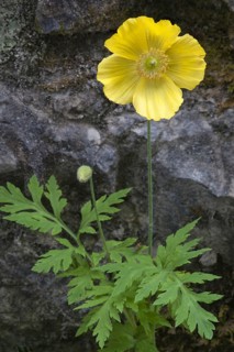 Welsh welsh poppy