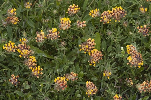 Kidney vetch flowering