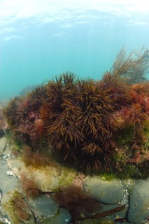 Discoid forkweed