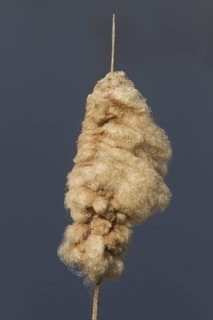 Cattail