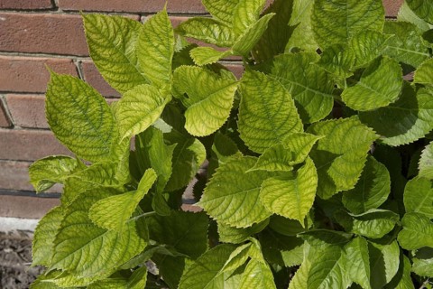Lime induced iron deficiency symptoms on the new leaves of a