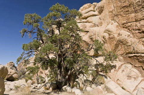 Single-leaved pine