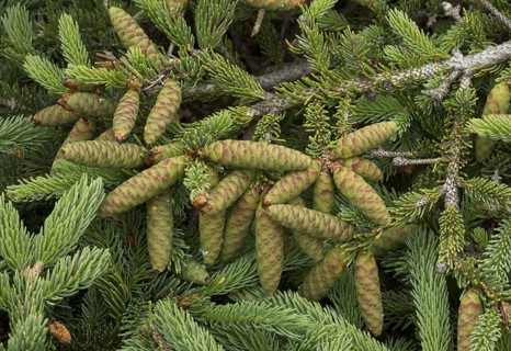 White cat spruce