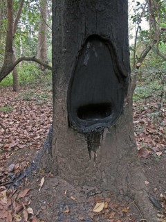 Close-up of the trunk of hairy-leaved resin tree