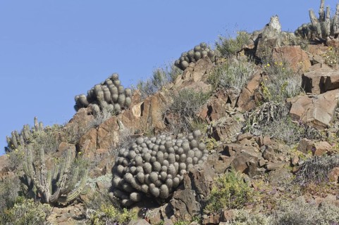 Copiapoa echinoides