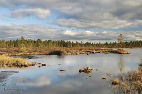 View of pool in boreal bog habitat