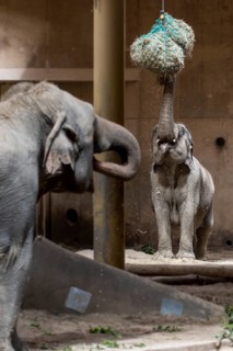 Asian elephant
