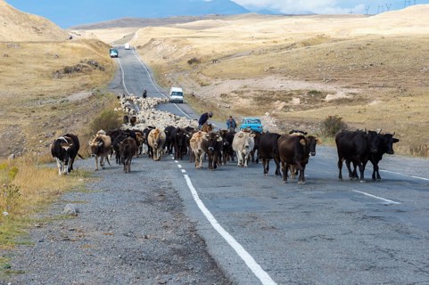 Shepherd leading a group of cows and sheep down a road