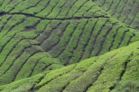 Tea Plantation