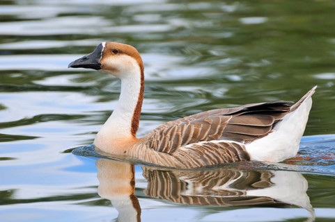 Swan Goose
