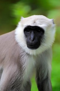 Northern plains gray langur