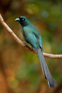 Adult vine-sitting serrated-tailed treepie