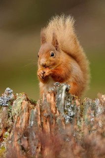 Adult Eurasian red eurasian red squirrel