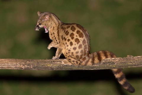 Rusty-spotted genet