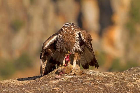 Bonelli's Eagle