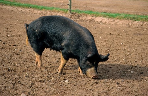 Domestic pig