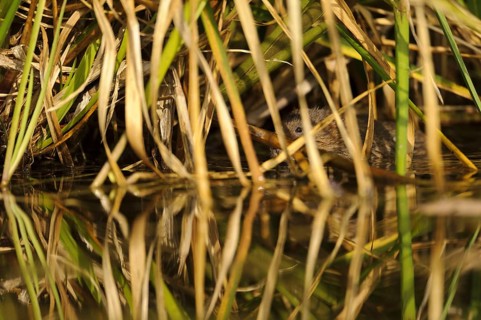 Eastern vole