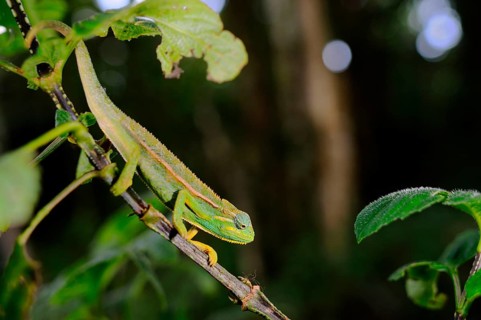 Elliot's trioceros elliotioti