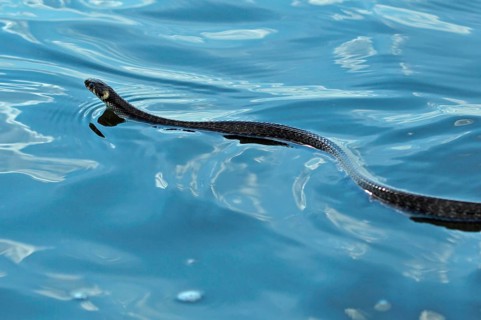 Grass snake