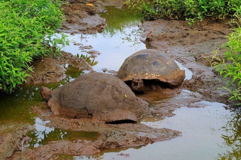 Galapagos galapagos giant tortoise