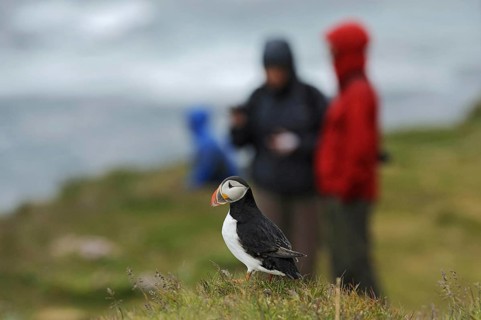 Puffin