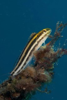 Sabretooth blenny